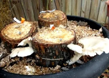 stridii stridii