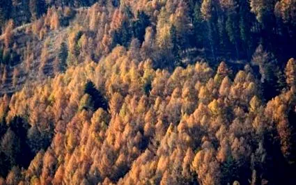 jurnalul dealului
