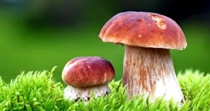 miracolul pădurii