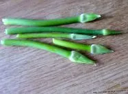daikon daikon
