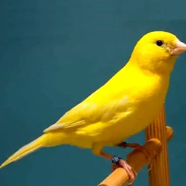 исто така