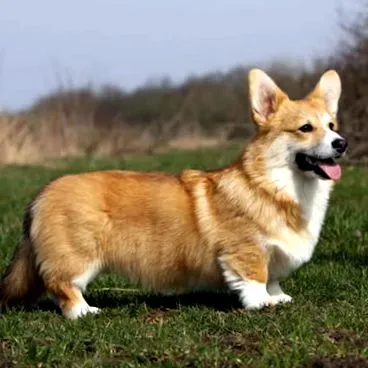 corgi