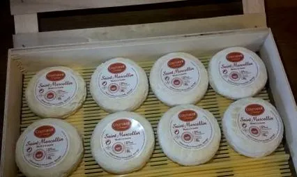 chevre