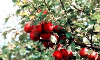 kertész