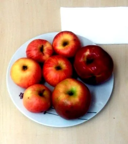 sănătoasă obezității