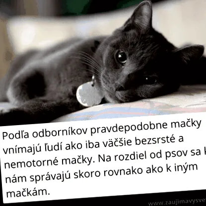 interesante câteva
