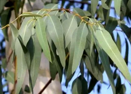 cineol sufletul