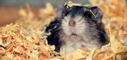 hamster hamster