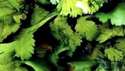 ierbe ayurveda