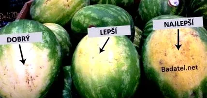 изберем