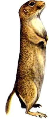 legelő