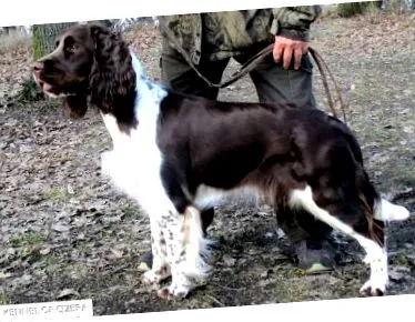 spaniel