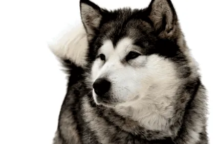 malamute