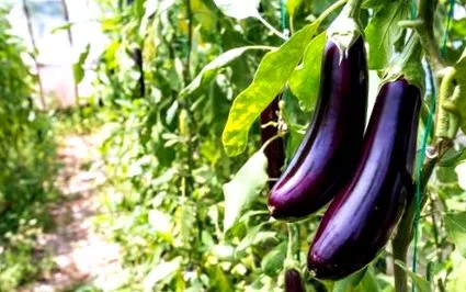 într-o plantarea