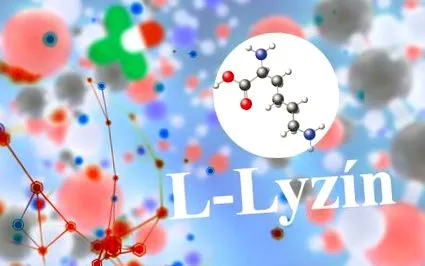 l-lizină