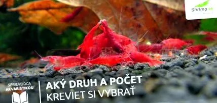 creveți creveți