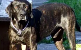 catahoula