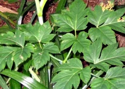 plantă japonia