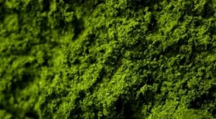 spirulina