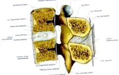 coloanei