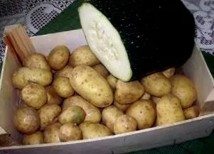 тиквички