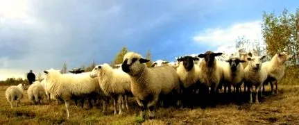 carne pentru