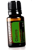 cilantro