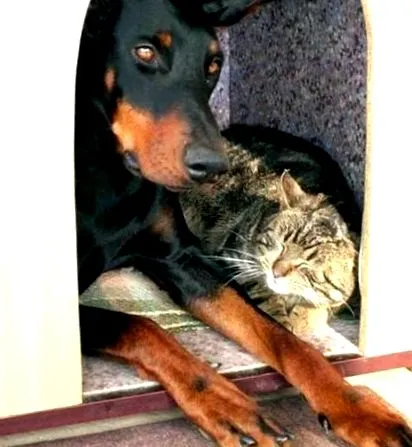 doberman tărâmul