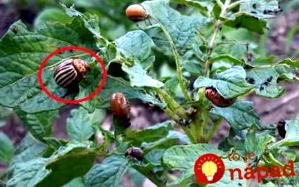 rămâneți acest