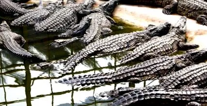 fost sfâșiată