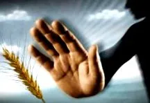 gluten