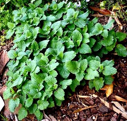 recoltare cultivare