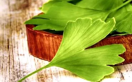 ginkgo ginkgo