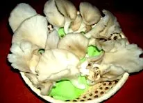ciuperci