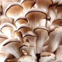 stridii ciupercile