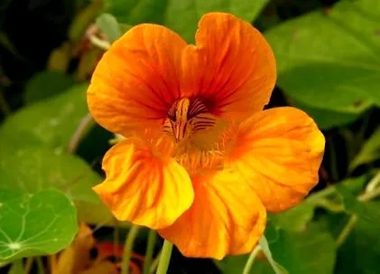 Florile comestibile