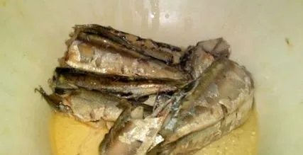 sardină