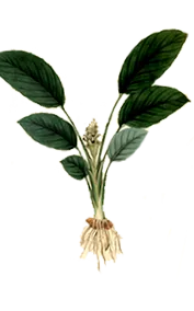 turmeric