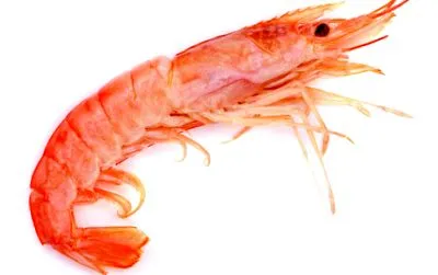 1000mg krill