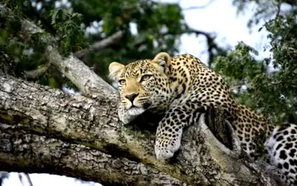 leopard