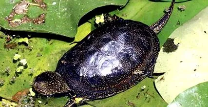 mlastina