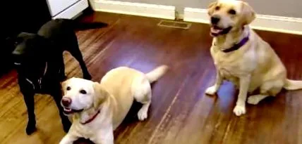 aproape labradorul