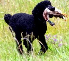 poodle