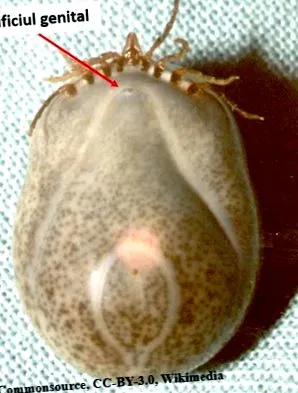 természet