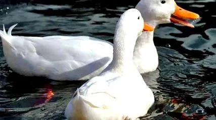pekingi finomsága