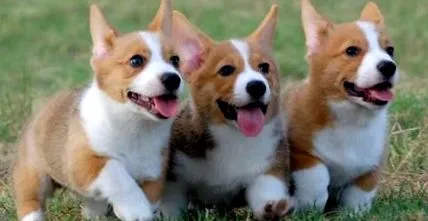 corgi