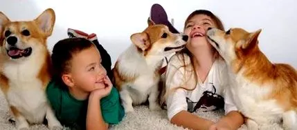 corgi