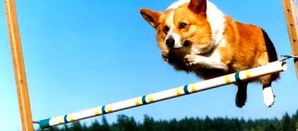 corgi