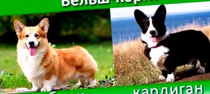 jellemzők