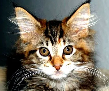 uriaș coon